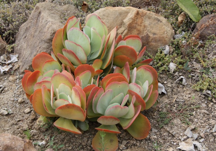 Kalanchoe paniculata