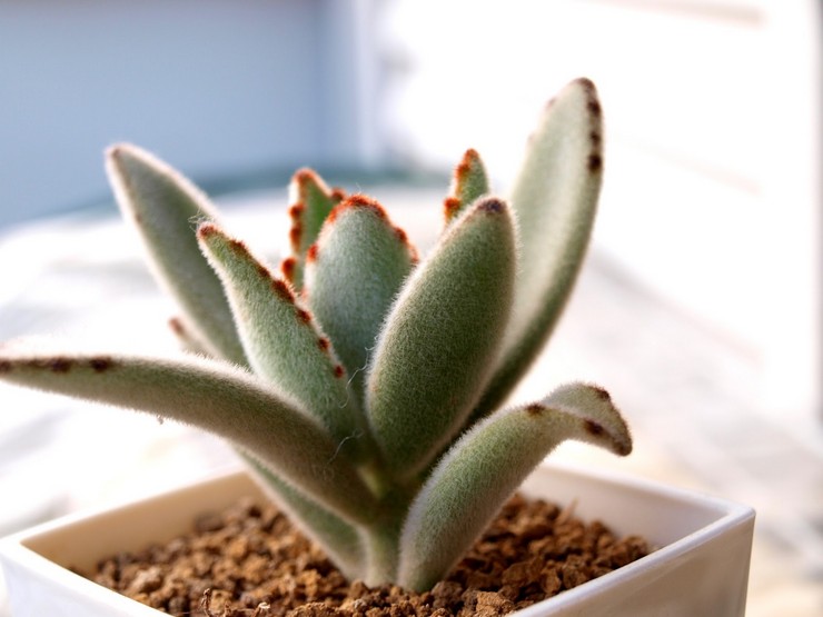 Feutre de Kalanchoe