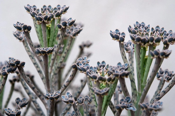 Kalanchoe tubulaire