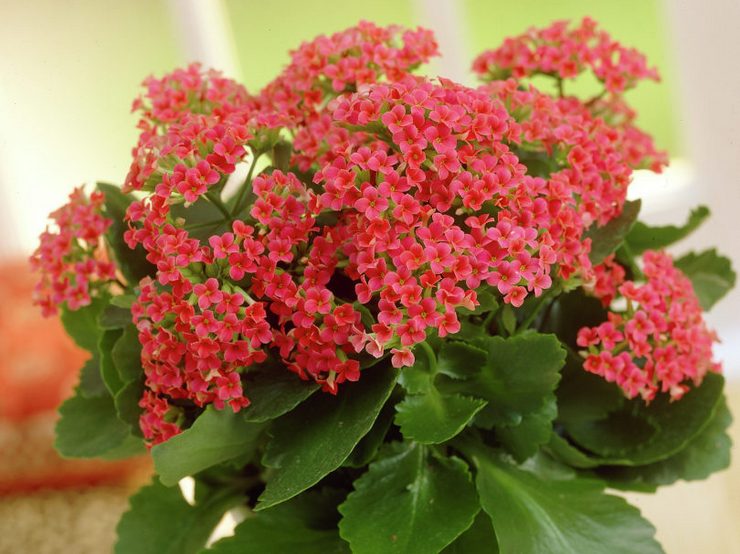 Kalanchoe