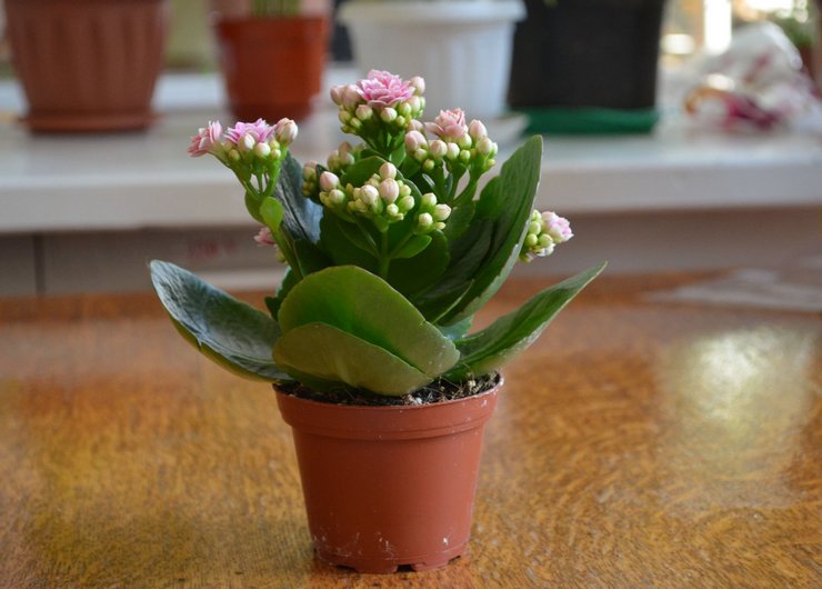 Les propriétés curatives de Kalanchoe