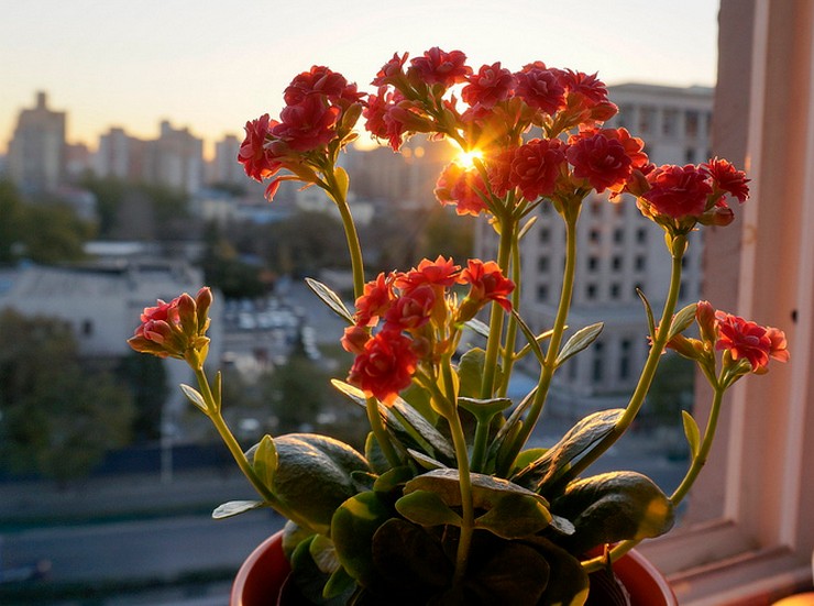 Soins Kalanchoe à domicile