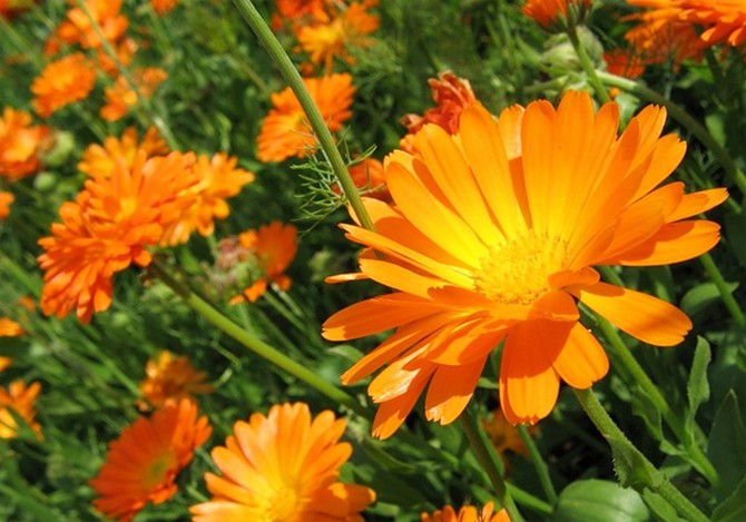 Planter du calendula à côté des légumes