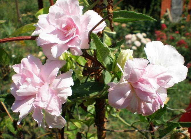 Comment faire pousser correctement la calistegia dans le jardin à la campagne