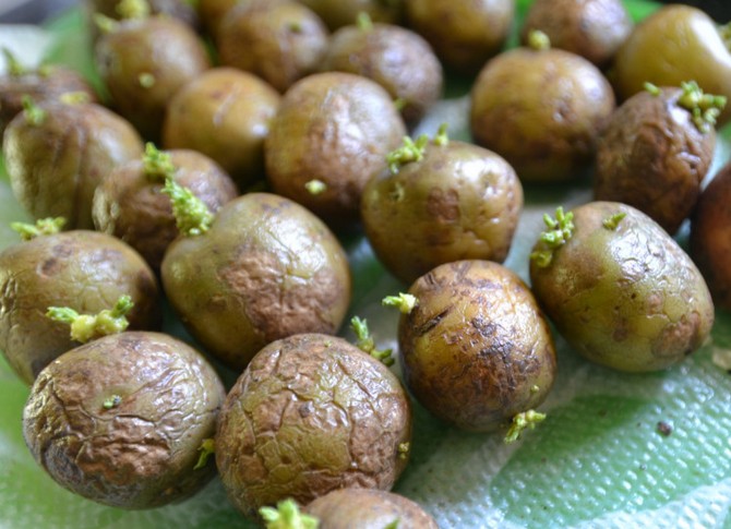 Les feuilles de menthe peuvent aider à ralentir la germination des pommes de terre