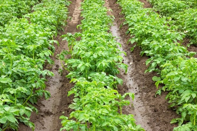 Avant de planter des pommes de terre dans des tranchées, toute fertilisation organique est appliquée pour se protéger contre les maladies et les organismes nuisibles