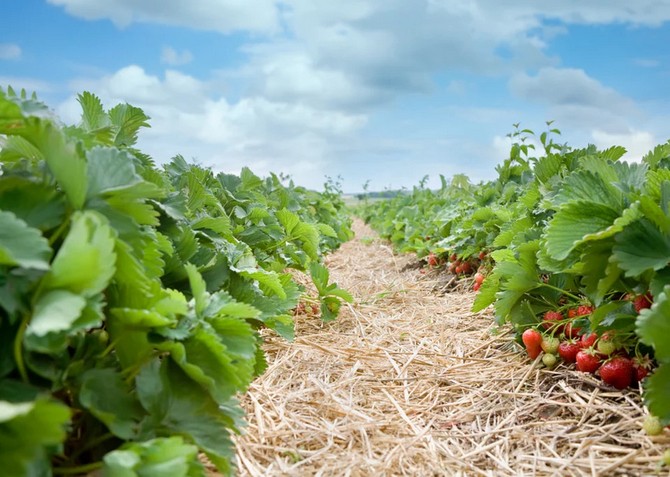 il vous suffit de pailler les nouveaux plants