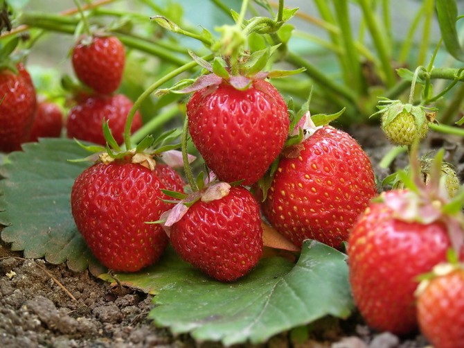 Planter des fraises (fraises): calendrier et technologie