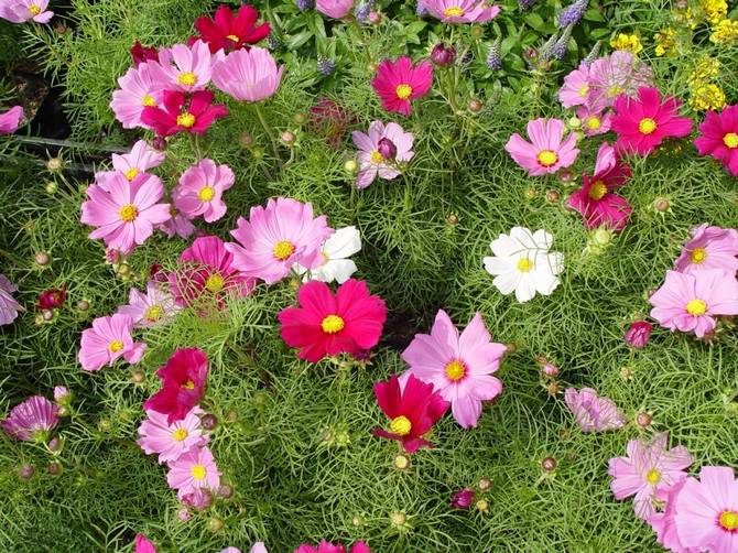 Comment planter et cultiver la cosmeia dans le jardin