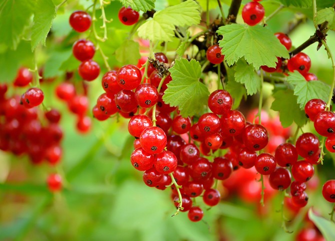 Méthodes pour augmenter le rendement des raisins de Corinthe sans produits chimiques ni engrais