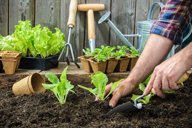 Comment faire pousser des plants forts et sains