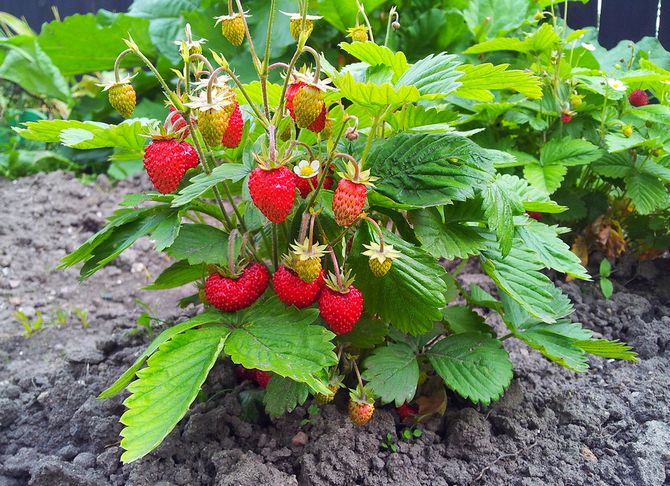 Planter des fraises dans des buissons autonomes