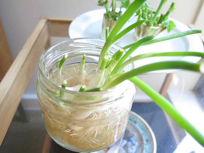 Cultiver des oignons verts dans l'eau: règles, trucs et astuces