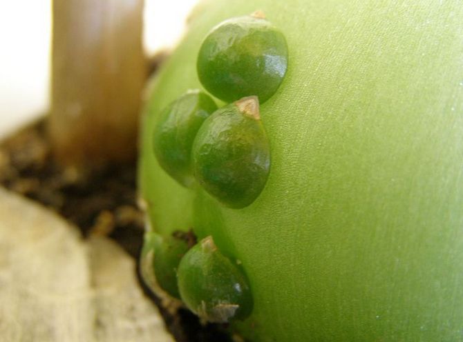 La reproduction. Cette plante bulbeuse se reproduit de trois manières.