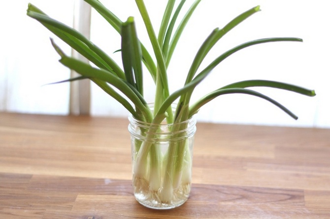 Faire pousser des oignons verts dans l'eau. Comment faire pousser des oignons sur un rebord de fenêtre