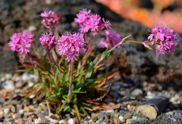 Lychnis alpin