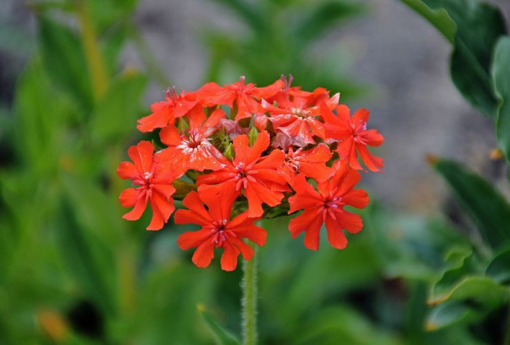 Calcédoine de Lychnis