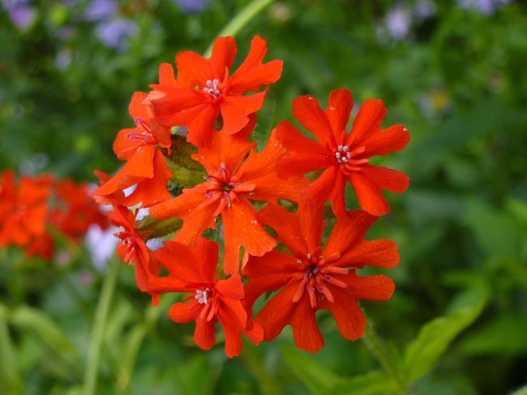 Lychnis pétillant