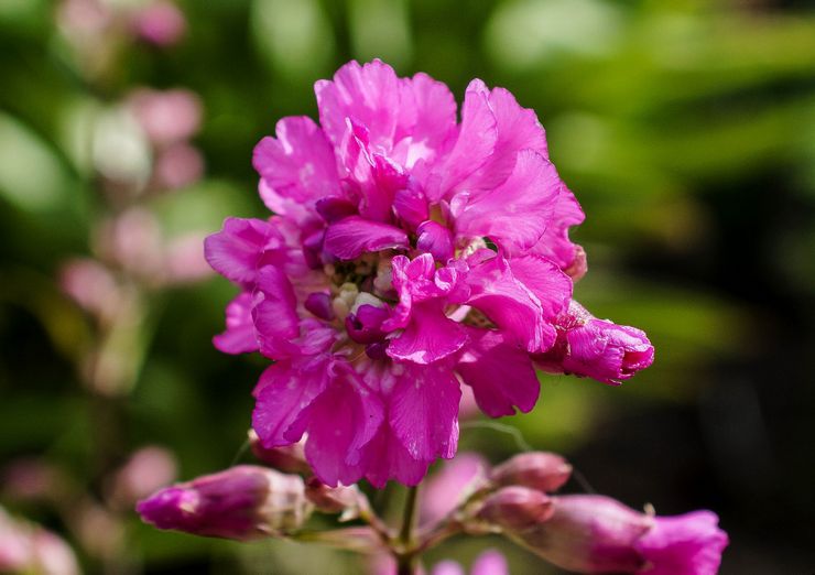 Lychnis viskaria