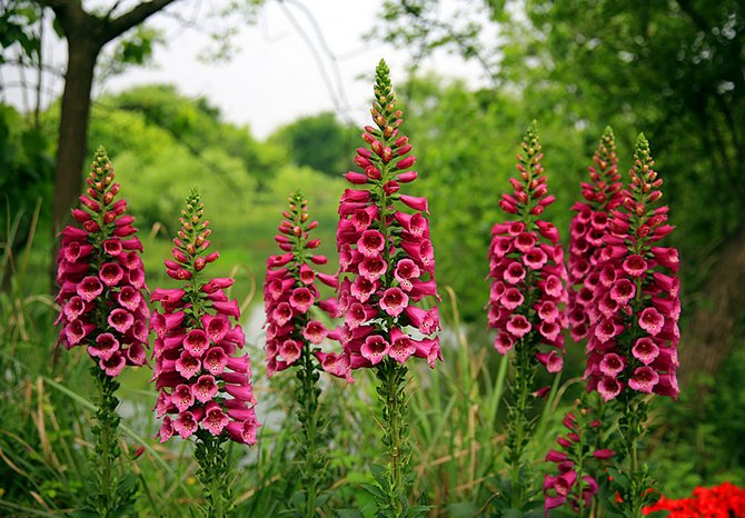 Digitalis ou digitalis. Cultiver et prendre soin. Propagation des semences