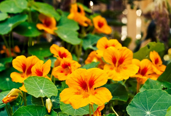 Les fleurs de capucine ont non seulement un arôme agréable, mais luttent également contre la réduction des parasites du jardin