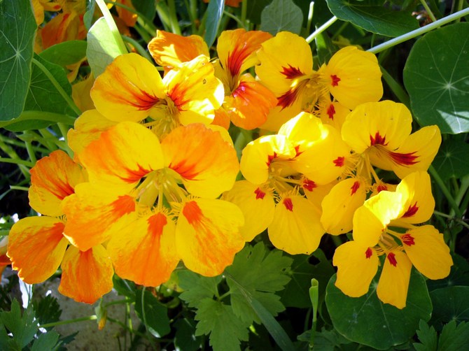 Capucine. Fleurs dans le jardin. Culture et soins