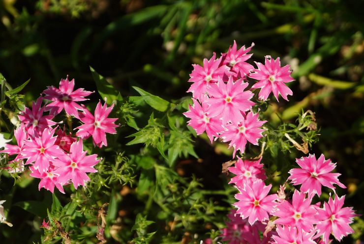 Phlox Drummond