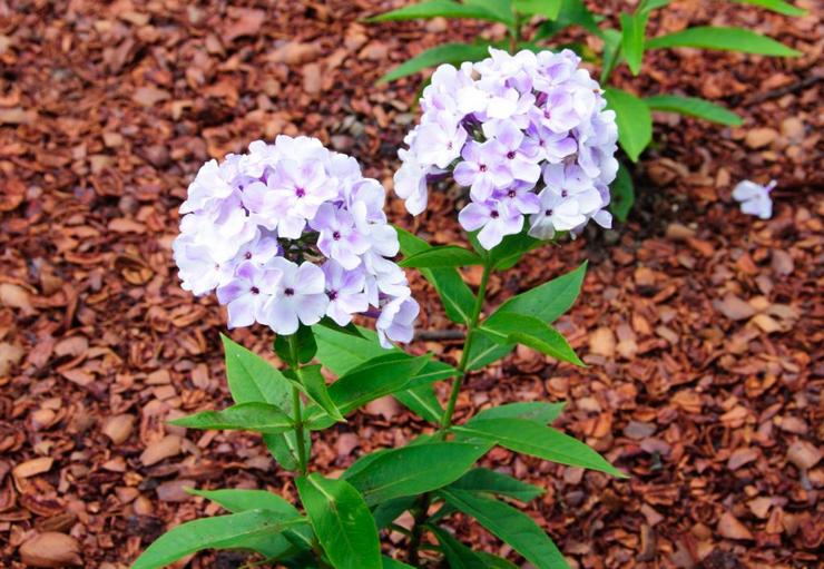 Planter et entretenir le phlox vivace