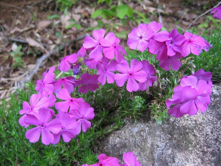 Planter et entretenir le phlox annuel