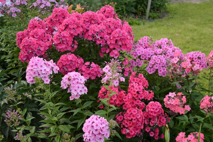 Prendre soin du phlox annuel