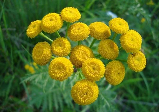 Les insectes s'assoient à peine sur la tanaisie, les moustiques et les mouches volent autour d'elle en raison des huiles essentielles contenues dans les fleurs