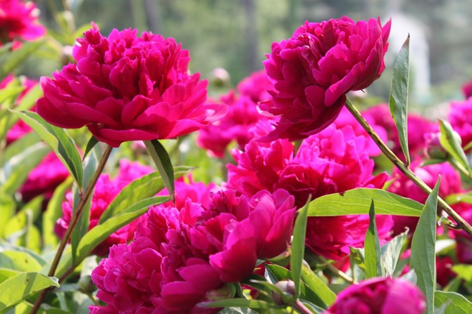 Planter des pivoines. Comment planter des pivoines dans le jardin et à la campagne