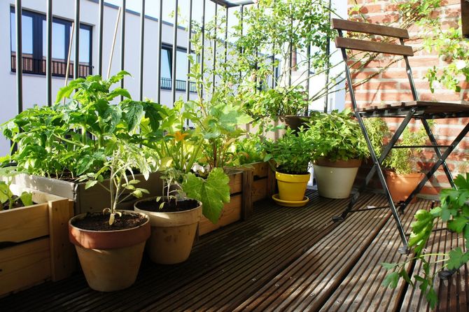 Comment faire un jardin intérieur. Jardin fruitier dans l'appartement