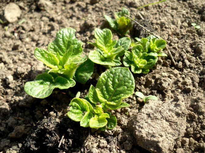 Le rendement de la pomme de terre se détériorera chaque année si le site de plantation n'est pas changé