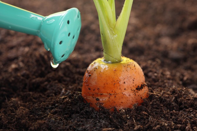 Arrosage des carottes (betteraves, radis, céleri-racine, daikon)