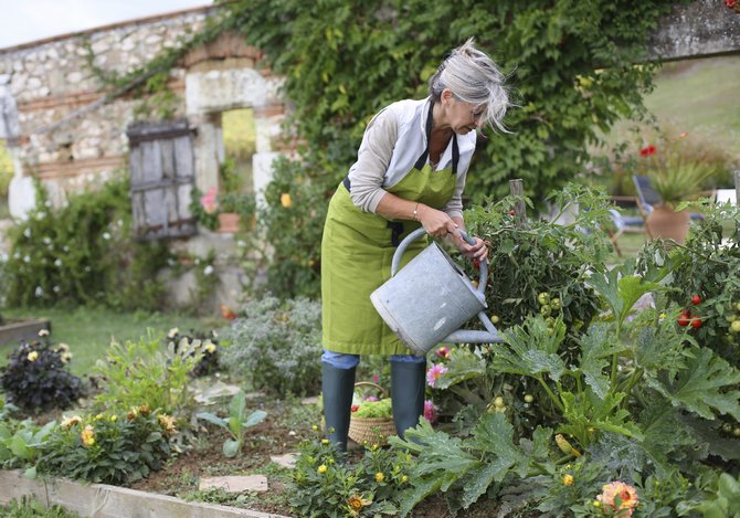 Règles de base pour l'arrosage des légumes: combien, quand et comment