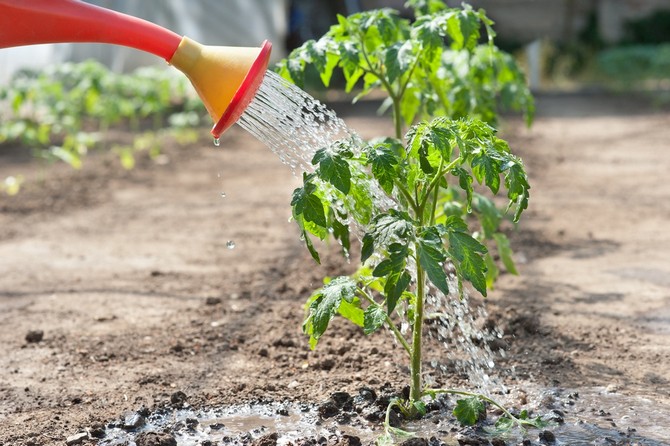 Arroser les tomates