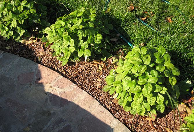 Planter des fraises dans les nids