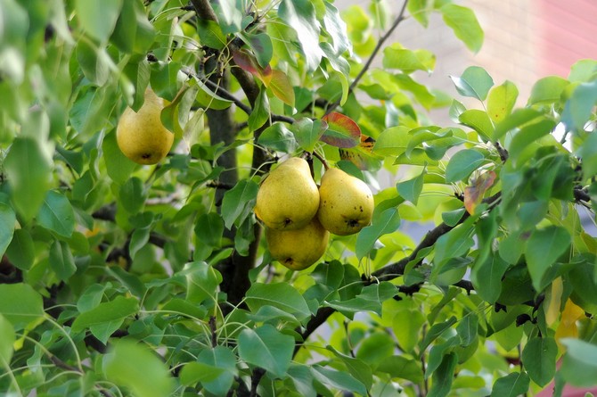 Comment planter une poire correctement. Planter des poires au printemps