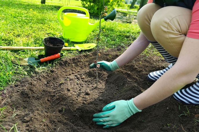 Planter des arbres fruitiers sur un monticule