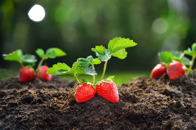 vous pouvez transplanter des plants de fraises au printemps et en automne