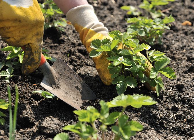 Comment planter correctement les fraises - 4 méthodes de plantation