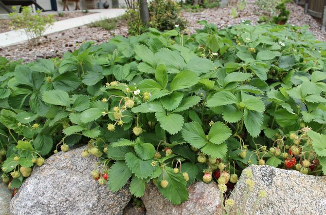 Plantation de tapis de fraises