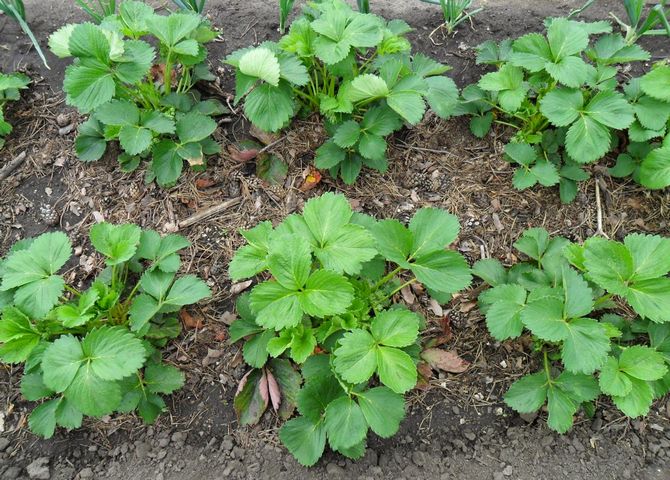 Planter des fraises en rangées