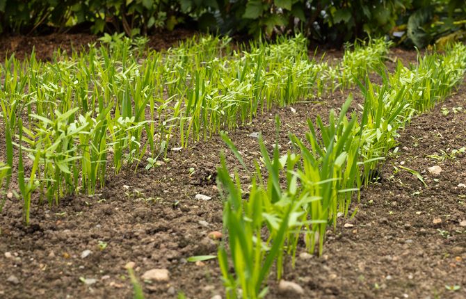 L'engrais vert assurera une croissance et une récolte normales des cultures maraîchères