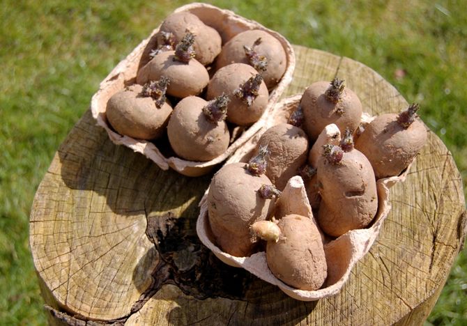 Germination des tubercules de pomme de terre