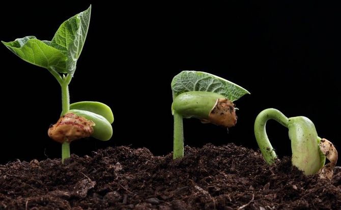 Comment accélérer la germination des graines: trempage, germination et autres techniques