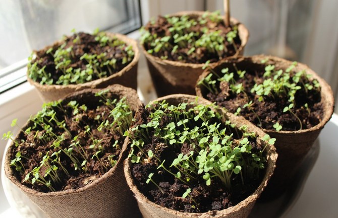 Il est contre-indiqué de placer des pots avec des pousses récemment écloses sur un rebord de fenêtre froid.