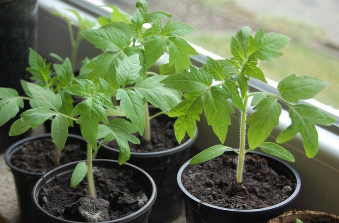 Préparation des graines de tomates pour la plantation de semis