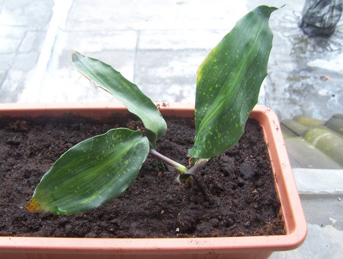 Méthodes d'élevage pour aspidistra